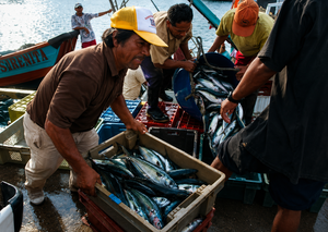 Perú declaró en emergencia por cuatro meses los subsectores de Pesca y Acuicultura para enfrentar el fenómeno El Niño, cuyo pronóstico es de fuerte a muy fuerte hasta inicios de 2027, según D.S.